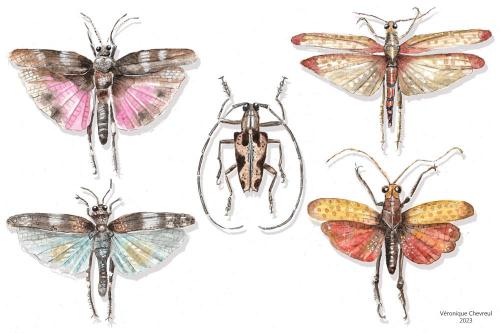 aquarelle Insectes volants par véronique chevreul